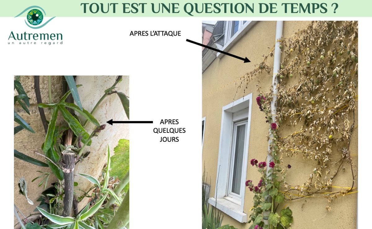 resilience ecologie