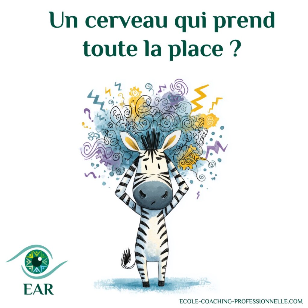 un cerveau prend-il toute la place ? HPI Hypsersenbible?